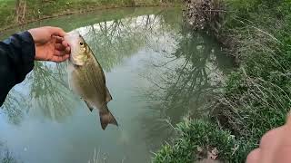 Rowlett Creeck Rain Whitebass Spawn season 2024 whitebass fishingfishing fishing cauca câucá [upl. by Starlene]