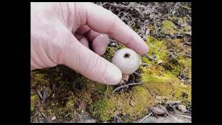 Lycoperdon Perlatum [upl. by Zerla]