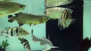 Arowana and Tiger Fish Tank 龙鱼， 泰虎，印尼虎鱼。 [upl. by Edelsten535]