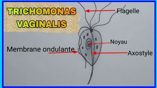 Trichomonas Vaginalis [upl. by Launamme688]