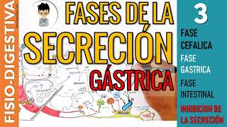 FASES DE LA SECRECIÓN GASTRICA REGULACIÓN e INHIBICION de la SECRECIÓN  Fisiología Digestiva  3 [upl. by Nylacaj]