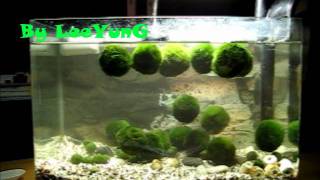 Swimming Hokkaido Cladophora Marimo Moss Ball Tank 3 By LeeYung [upl. by Ulrike974]