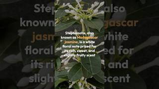 Romantic amp Floral Essence of Stephanotis Fragrance Breakdown StephanotisFragrance WhiteFlorals [upl. by Aciretehs646]