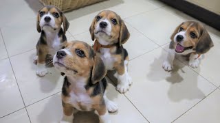 Beagle Pups Sit Down for a Treat [upl. by Peg]