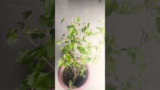 Tulsi ji ko thanda garam pani nhi dena nhi chahiye greenery youtubeshorts trending plantcare 🪴💐🌿 [upl. by Waly]