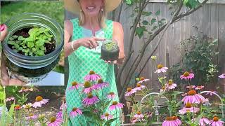 Echinacea flower is native to North America [upl. by Rainer]