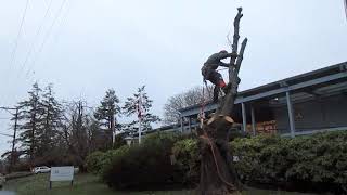 Cutting down a large Kwanzan cherry tree [upl. by Elleinwad]