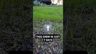 We have germination 7 days exactly lawncare overseeding ryegrass lawnrehab lawncarepro [upl. by Enogitna]