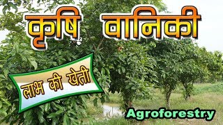 Agroforestry in India  कृषि वानिकी  लाभ की खेती है  Climate Smart Agriculture [upl. by Eessac]