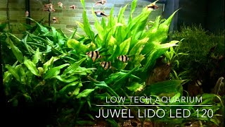 Mio Juwel Lido Led 120  Acquario Low Tech ECONOMICO [upl. by Masry822]