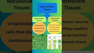 Types of Plant Tissues plantanatomybotanybiology [upl. by Tserof]