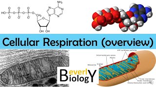 Cellular Respiration Overview  updated [upl. by Thacker487]