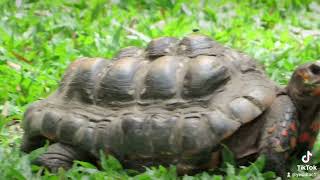 a redfooted tortoise comes to the sweet grass to eat [upl. by Harv]