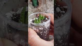 Haworthia propagation update haworthia reuseplastic [upl. by Asirac598]