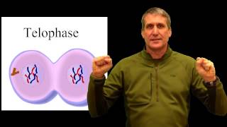 cell cycle physical pneumonic device mitosis [upl. by Moore]