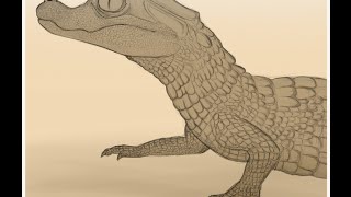 Spectacled Caiman Sketch [upl. by Pax]