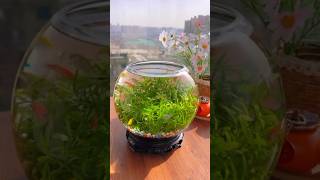 Fish pot ideas fish fishpot shorts [upl. by Aronal335]