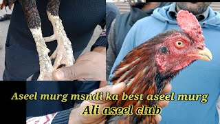 aseel mandi best aseel murg by Ali Aseel club [upl. by Novihs389]