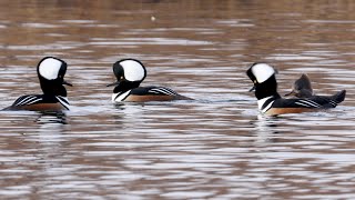 Hooded Mergansers Courtship Display [upl. by Harlow]