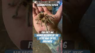 Rose hair tarantula Grammostola rosea has been given its name because of the colour of its hair [upl. by Claresta]