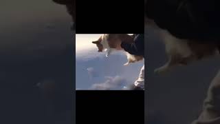 Biggest jump by a dog ever🤣 funny viral explorepage [upl. by Ninel]