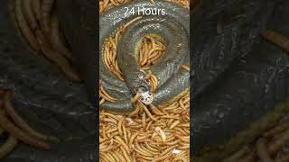 Mealworms vs Snake timelapse goinsidet timelapsevideo mealwormseating mealworms snake [upl. by Er]