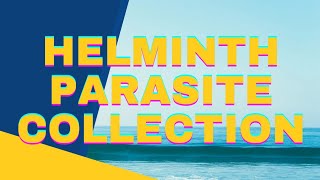 Helminth Parasite Collection from Chicken Intestine  Immune Response Against Worms helminths [upl. by Ecnarretal]