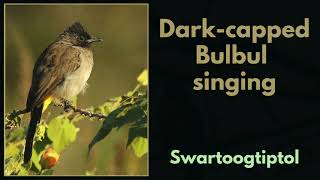 Darkcapped Bulbul singing [upl. by Akemed]