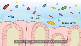 Microbial DiversityThe Key to Gut Health [upl. by Aikemehs]