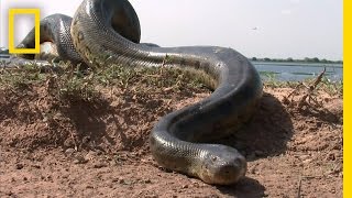 5 Grown Men Vs 1 Big Snake  National Geographic [upl. by Shakespeare658]