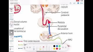 Corticospinal tract  Descending tracts of spinal cord neurology 62  First Aid USMLE Step 1 [upl. by Brianne]