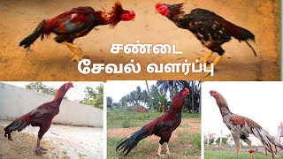 நாட்டுக் கோழி குஞ்சு வளர்ப்பு nattu koli kunju valarpu in tamil  nattu koli valarpu eppadi [upl. by Yearwood142]