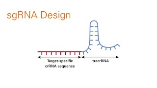 Single guide RNA  Structure [upl. by Suirada]