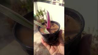 Rio plant reporting ornamental plant Tricolor rhoeo plantgardening [upl. by Aretse]