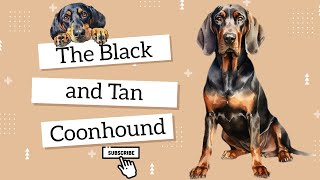 Comprehensive Guide to Black and Tan Coonhound Dog Breed [upl. by Llerraj]