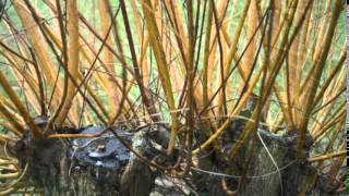 Salix viminalis  Common Osier  Basket Willow [upl. by Atnuahsal]