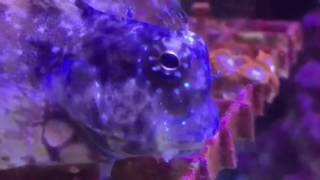 Lenny the lawn mower blenny [upl. by Sandry755]