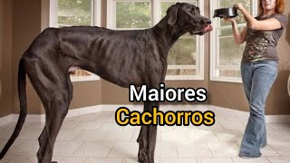 7 maiores cachorros do mundo [upl. by Stock891]