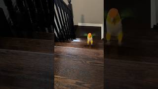 I made it up the stairs  caique caiques parrot parrots funnybird funnyparrot pets pets [upl. by Staford]