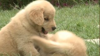 Classic Golden Retriever Puppy Fight [upl. by Ahsiyt]