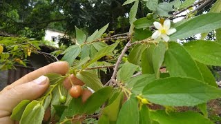 fruta algodão doce calabura cereja de Barbados  atrativos para pássaros e abelhas [upl. by Yelrebmyk]