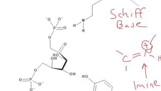 CHEM 407  Glycolysis  4  Aldolase Mechanism [upl. by Schenck]