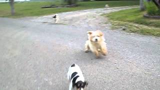 Dog Attack in Adams County Ohio [upl. by Griz]