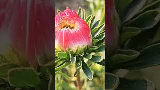 Rose Garden Bhopal nature mptourism bhopal rose rosegarden nature love gardening beautiful [upl. by Finbur]