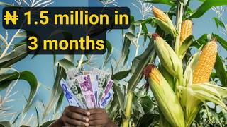 Commercial Maize Farming in Nigeria for Beginners 2024 [upl. by Dionis]