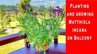 Planting and growing Matthiola incana on Balcony [upl. by Benjy]