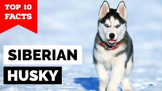 Siberian Husky  Top 10 Facts [upl. by Gnouhc41]