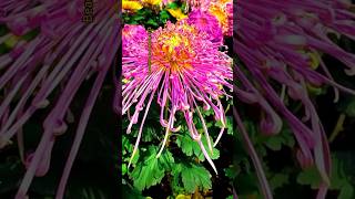 Beautiful natural flowers gardens nature flowers natural flower ytshort viralshorts [upl. by Etnelav]