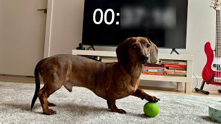 How long can a mini dachshund play fetch [upl. by Yenattirb]