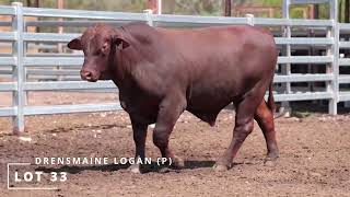 Lot 33 DRENSMAINE LOGAN P [upl. by Airdnal]